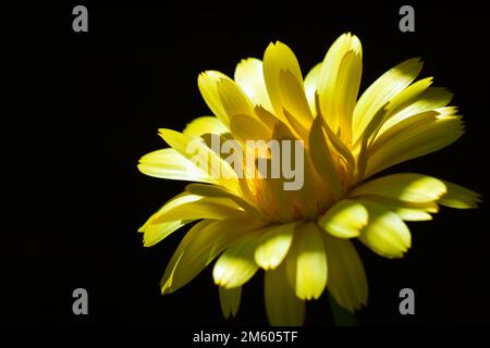 Nahaufnahme einer wunderschönen und fröhlichen Gartenkalendula-Blume (Calendula officinalis), hellgelb auf dunklem Hintergrund. Geringe Schärfentiefe Stockfoto