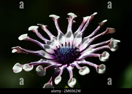 Nahaufnahme einer wunderschönen Gartenazanienblume (Gazania linearis) auf dunklem Hintergrund. Eine sehr ungewöhnliche Sorte, die aussieht wie eine fremde Pflanze. Stockfoto