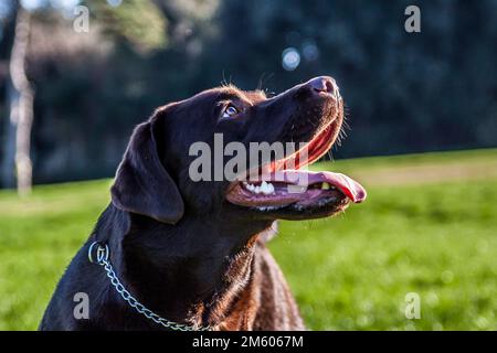 FACCE da Cani Stockfoto