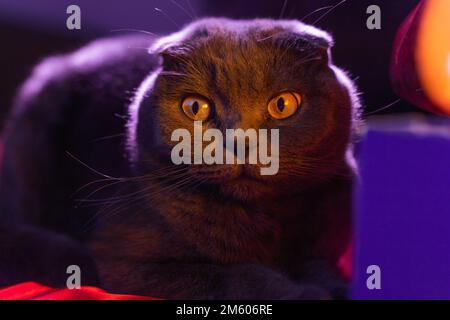 britisches Katzengrau und lila mit lila Ohren. Schottische Katze. Schotte mit faltem Ohr. Schöne Katze aus nächster Nähe. Kreatives Foto. Hochwertiges Foto Stockfoto