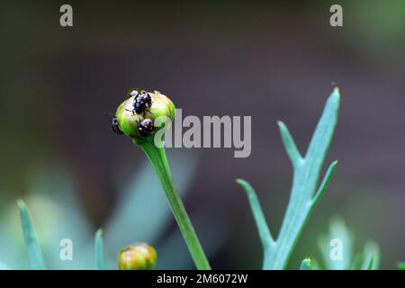 Nahaufnahme von podsuckenden Insektennymphen auf einem Blumenknospen. Grüner Gemüsekäfer Nezara viridula ist in vielen Regionen der Welt üblich Stockfoto