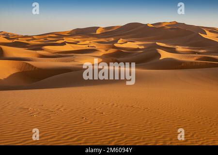 Kamele in der Wüste Sahara Stockfoto