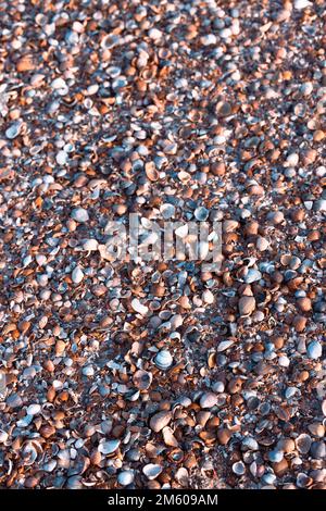 Viele bunte Muscheln am Strand an der Nordsee in den Niederlanden Stockfoto