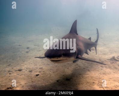 Bullenhai (Carcharhinus leucas) in Bimini, Bahamas Stockfoto