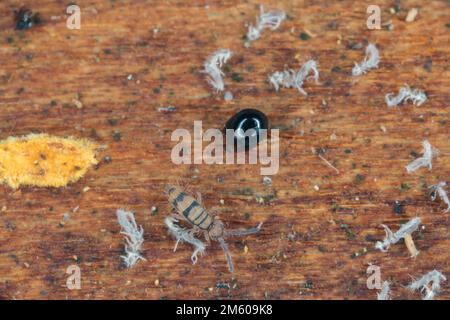 Sprungschwänze und schwarze Milbe - Mesostigmata, Käfer Mite, auch als Oribatidmilben bekannt unter der Rinde eines toten Baumes. Stockfoto