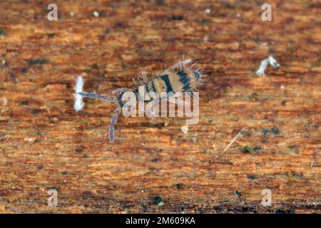 Haarige Springschwänze, die sich unter der Rinde eines toten Baumes vom Myzel ernähren. Stockfoto