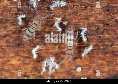 Haarige Springschwänze, die sich unter der Rinde eines toten Baumes vom Myzel ernähren. Stockfoto