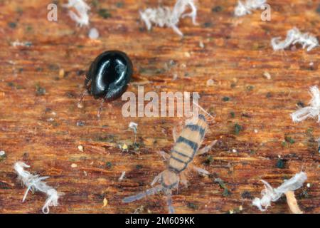 Sprungschwänze und schwarze Milbe - Mesostigmata, Käfer Mite, auch als Oribatidmilben bekannt unter der Rinde eines toten Baumes. Stockfoto