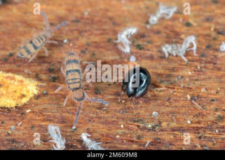 Sprungschwänze und schwarze Milbe - Mesostigmata, Käfer Mite, auch als Oribatidmilben bekannt unter der Rinde eines toten Baumes. Stockfoto