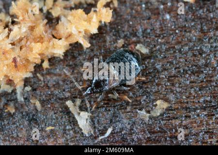 Ein kleiner Käfer, der unter der Rinde eines toten Baumes überwinterte. Stockfoto