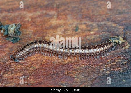 Gestreifter Millipede (Ommatoiulus sabulosus), der unter der Rinde eines toten Baumes auf Holz läuft. Stockfoto