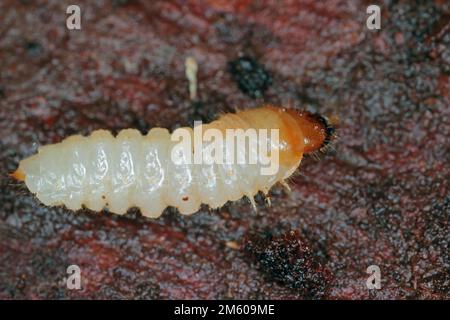 Die Larve eines Käfers der Ziegenfamilie, Cerambycidae, Rhagium unter der Rinde eines Baumes. Stockfoto