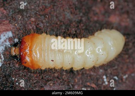 Die Larve eines Käfers der Ziegenfamilie, Cerambycidae, Rhagium unter der Rinde eines Baumes. Stockfoto