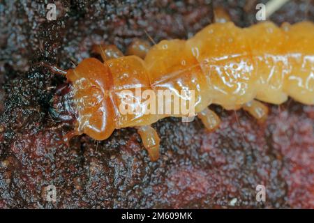 Schwarzkopfkardinalkäfer-Larve (Pyrochroa coccinea), eine plattierte saprophytische Larve in verwesendem Holz. Stockfoto