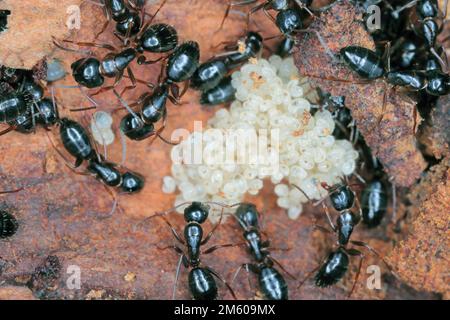 Schwarze Ameisen (Camponotus) unter der Rinde eines toten Baumes, der junge Larven pflegt. Stockfoto