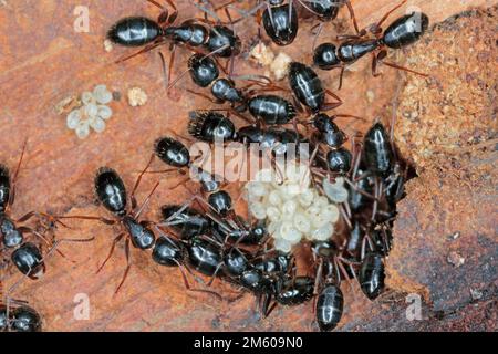 Schwarze Ameisen (Camponotus) unter der Rinde eines toten Baumes, der junge Larven pflegt. Stockfoto