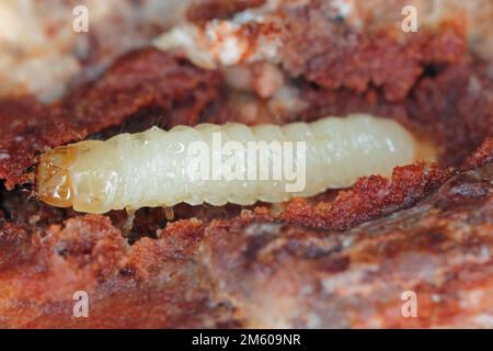 Die Larve eines Käfers der Ziegenfamilie, Cerambycidae, Rhagium unter der Rinde eines Baumes. Stockfoto