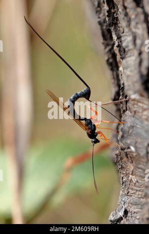 Ichneumon Wasp (Dolichomitus Imperator). Die Wespe legt seinen Eiern in eine Host-Larve. Stockfoto