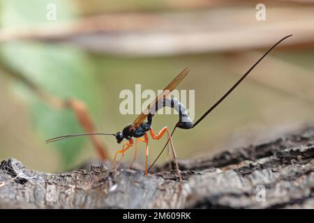Ichneumon Wasp (Dolichomitus Imperator). Die Wespe legt seinen Eiern in eine Host-Larve. Stockfoto