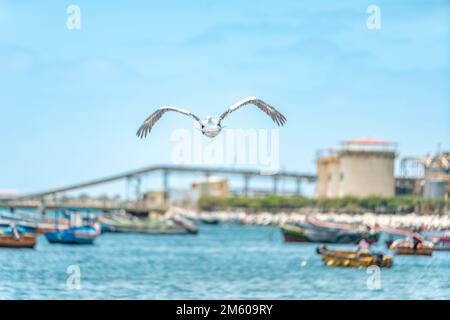 Eine Möwe fliegt in der Nähe eines Fischerhafens über das Meer Stockfoto