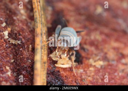 Ameisenkricket, Ameisenkricket, Myrmecophilus-Kricket, Ameisennestkricket (Myrmecophilus acervorum). Ein Insekt in einem Ameisenhaufen unter der Rinde. Stockfoto