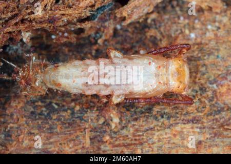 Nahaufnahme auf einer Pupa aus Silvanidrindenkäfer, Uleiota planata, versteckt unter einem gefallenen Baumstamm im Wald. Stockfoto