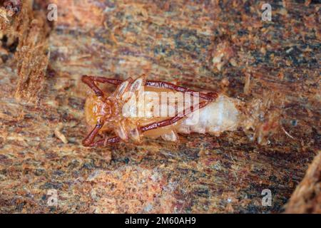 Nahaufnahme auf einer Pupa aus Silvanidrindenkäfer, Uleiota planata, versteckt unter einem gefallenen Baumstamm im Wald. Stockfoto