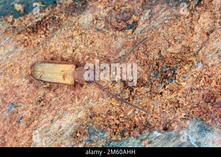 Nahaufnahme auf einem silvanischen Rindenkäfer, Uleiota planata, versteckt unter einem Baumstamm im Wald. Stockfoto