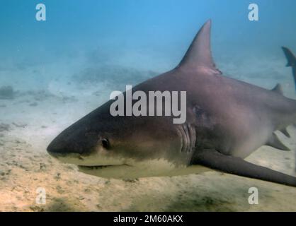 Bullenhai (Carcharhinus leucas) in Bimini, Bahamas Stockfoto