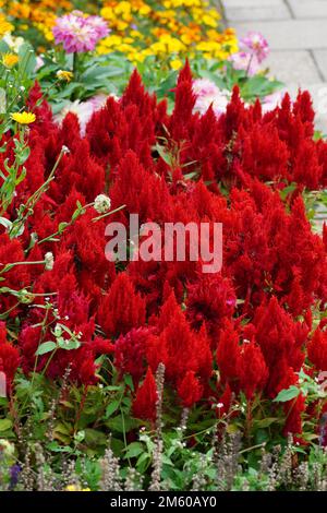 Federbusch blüht rot im Garten Stockfoto