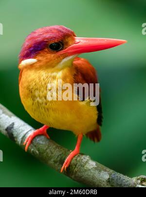 Eine Nahaufnahme eines Storch-Kobold Kingfisher hoch oben auf einem Ast Stockfoto