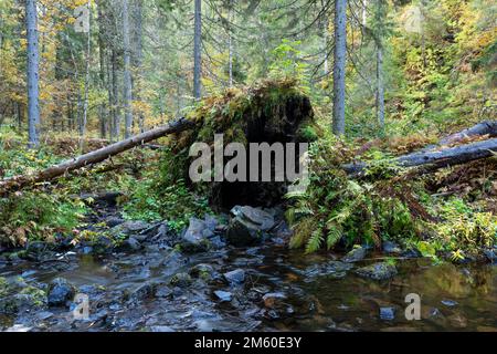 Ein gefallener Baum neben einem kleinen Bach in einem Herbstwald bei Kuopio, Nordfinnland Stockfoto