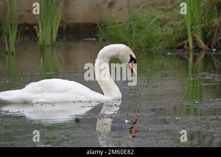 Ein einzelner stummer Schwan (Cygnus-Farbe) auf einem Teich mit Schilf und Holzwand im Hintergrund Stockfoto