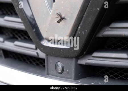 Ein Insekt auf der Stoßstange. Zerquetschen Sie die Mücken und Mücken an der Vorderseite des Fahrzeugs. Stockfoto