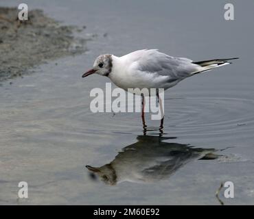 Schwarzkopfmöwe (Chroicocephalus ridibundus) im flachen Wasser mit Reflexion Stockfoto