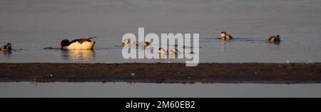 Gewöhnliche Shelente (Tadorna tadorna), die mit Entenküken schwimmt und sich im Wasser im frühen Morgenlicht mit ruhigem Wasser spiegelt Stockfoto