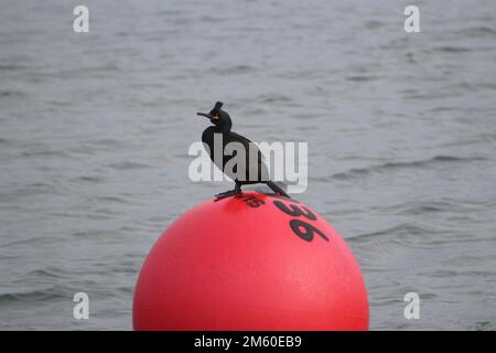 Europäischer Fang (Gulosus aristotelis) auf einer hellorangefarbenen roten Boje mit dunklem Meer im Hintergrund Stockfoto