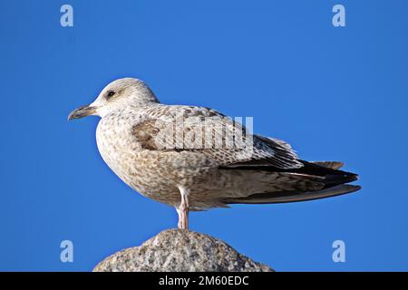 Steht auf einem Felsen Juvenile European Hering Gull (Larus argentatus) mit einem klaren blauen Himmel Stockfoto