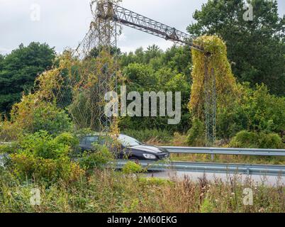 Brücke für eine gefährdete Haselstockmausart (Muscardinus avellanarius) über eine Landstraße in Kivik, Scania, Schweden, Skandinavien Stockfoto