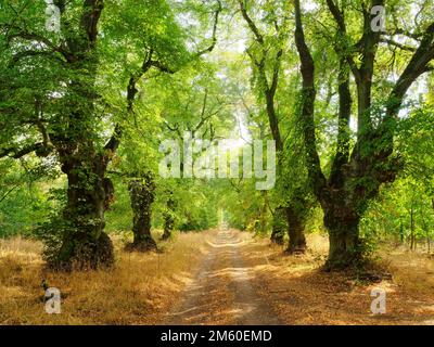 Alte Linden Avenue in Kyffhaeuser im Frühherbst, Kyffhaeuserkreis, Thüringen, Deutschland Stockfoto