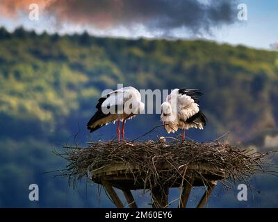 Weißstorch (Ciconia ciconia), Nest mit Küken, Nachthimmel, Elbrinxen Stork Village, Luegde, Teutoburger Wald Eggegebirge Naturpark Stockfoto