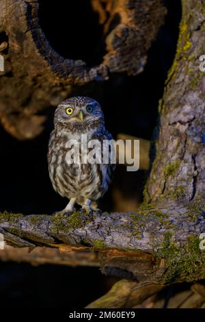 Little Owl (Athene noctua), sitzt auf einem moosbedeckten Apfelzweig im Abendlicht, Biosphärenreservat, Schwäbische Alb, Baden-Württemberg Stockfoto