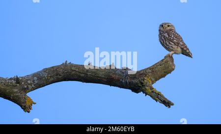Little Owl (Athen noctua), auf einem Apfelzweig mit Lichen bei Blue Hour, Biosphärenreservat, Schwäbische Alb, Baden-Württemberg, Deutschland Stockfoto