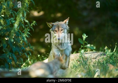 Östlicher Wolf (Canis lupus lycaon), Gernany Stockfoto