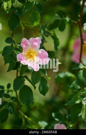 Hunderose (Rosa canina) Blüte, Bayern, Deutschland Stockfoto