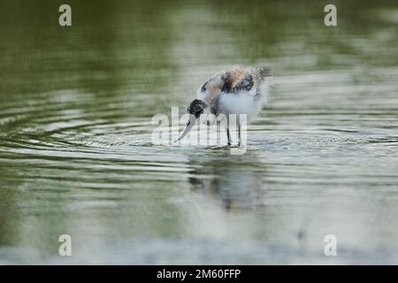 Rattenavocet (Recurvirostra avosetta) Küken, die in einem See wandern, jagen, Camargue, Frankreich Stockfoto