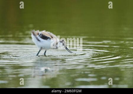 Rattenavocet (Recurvirostra avosetta) Küken, die in einem See wandern, jagen, Camargue, Frankreich Stockfoto