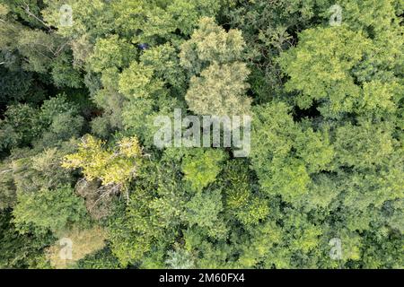 Suedradde aus der Vogelperspektive, der Fluss fließt durch einen Wald mit einem dichten Kronenhimmel, Drohnenschuss, Niedersachsen, Deutschland Stockfoto