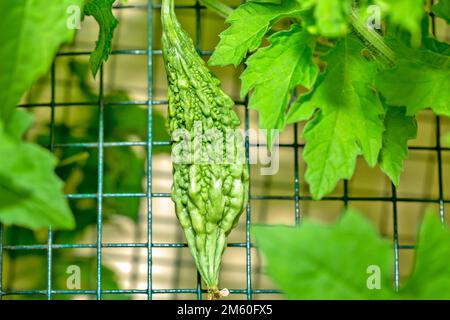 Bittermelone, Goya, Bitterapfel, Bitterrippe, Bitterkürbis (Momordica charantia), Balsam-Birne, ist eine tropische und subtropische Rebe Stockfoto