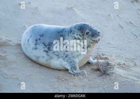 Graue Seehunde (Halichoerus grypus) Jungtiere, die Trümmer spielten und an einem Strand in Norfolk, England, Großbritannien, gefunden wurden Stockfoto